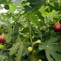 邱縣無花果生態(tài)園 推出優(yōu)惠活動