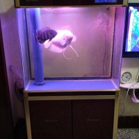 出售二手底濾魚缸，帶魚