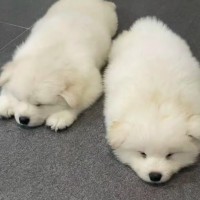 熊版薩摩幼犬出售價格美麗